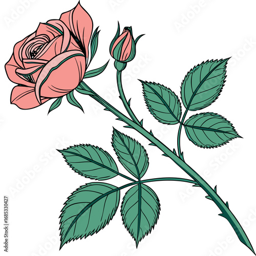 Single red rose with leafs with white background