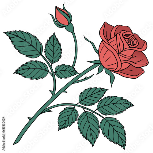 Single red rose with leafs with white background