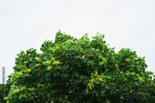 Closeup nature view of green leaf on white background using as background and fresh ecology wallpaper concept