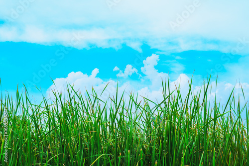 Closeup nature view of green leaf on blue sky background using as background and fresh ecology wallpaper concept