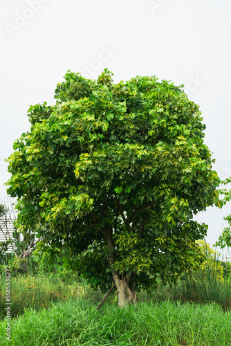 Nature view of tree on white background using as fresh ecology wallpaper concept