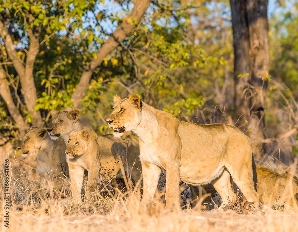 Fototapeta premium Lionesses in a savanna setting