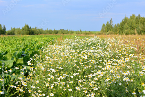 Wallpaper Mural summer wallpaper of Field of Daisies with Forest in the Background Torontodigital.ca