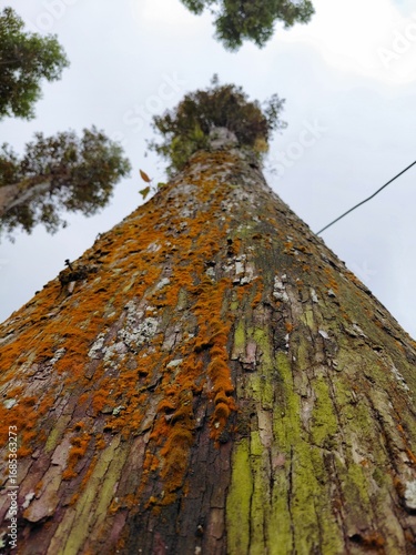 Tall tropical trees with textured bark covered in moss that reach into the cloudy sky. A natural forest scene.
