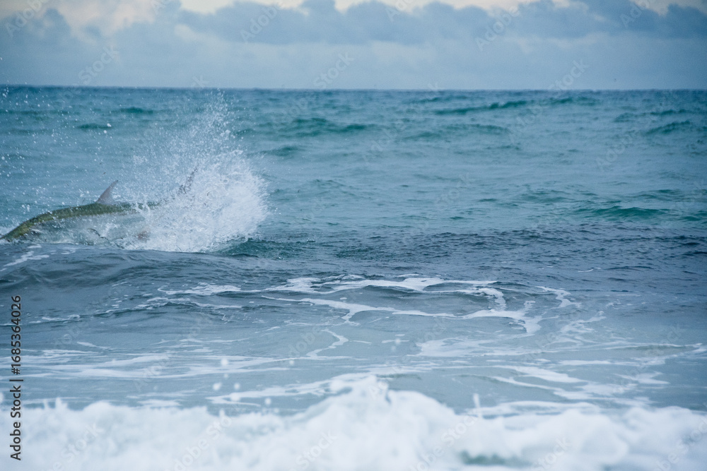 Fototapeta premium tarpon jumping out of water