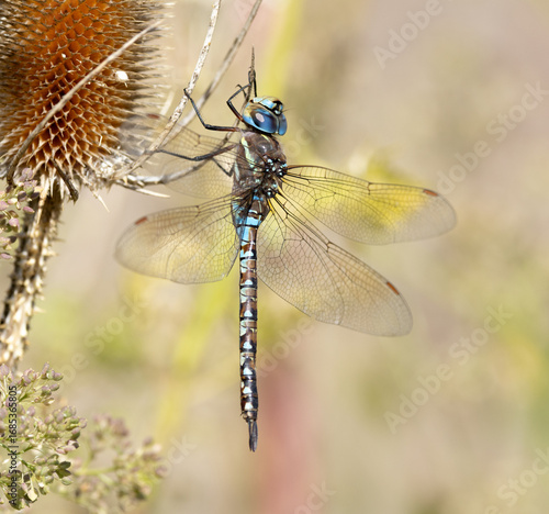 dragonfly close up