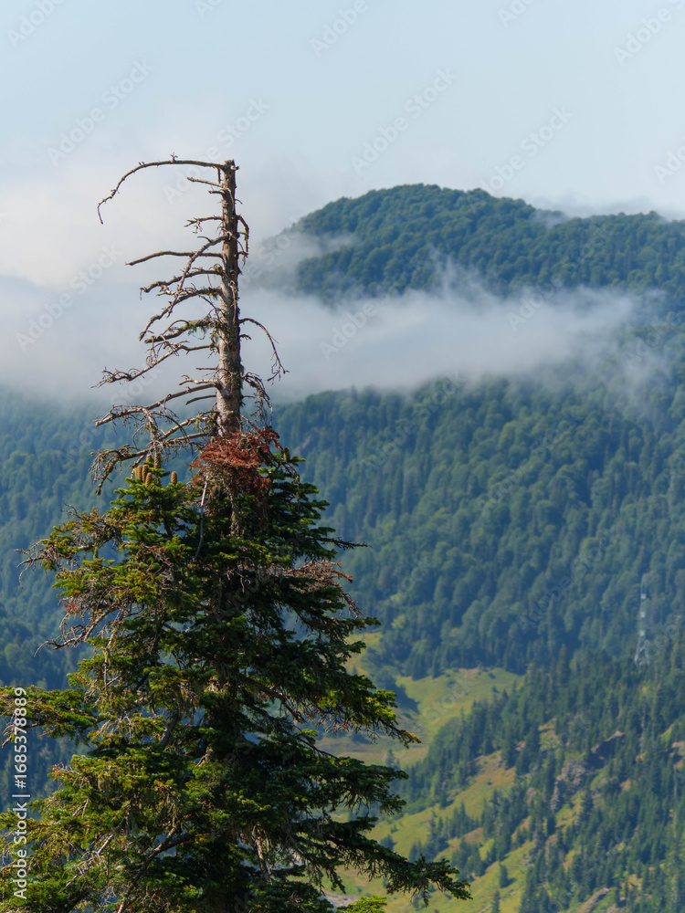 Obraz premium Tranquil View of Fog-Covered Hills and Forest
