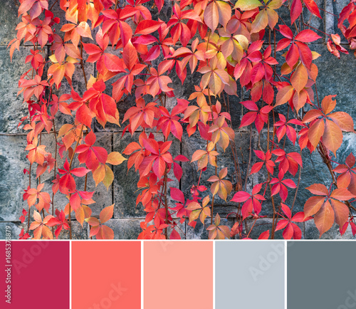 Color palette swatches of amazing autumn leaves of Parthenocissus quinquefolia plant. Contrast red orange leaves on grey wall background in fashion color combination. Colorful inspiration from nature.