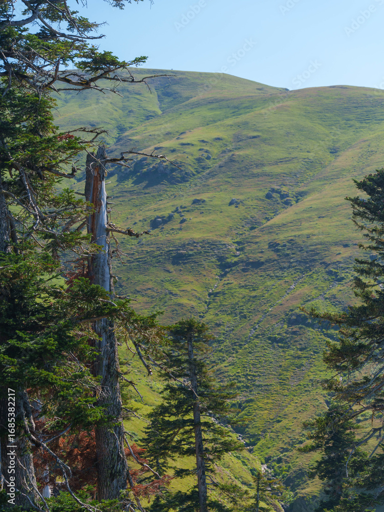 Obraz premium Tranquil View of Fog-Covered Hills and Forest