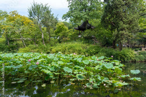 Decorative pond with pink lotus or nelumbo and gazebo in Humble Administrator's Garden, classical Chinese garden in Suzhou, Jiangsu, Gusu District, China