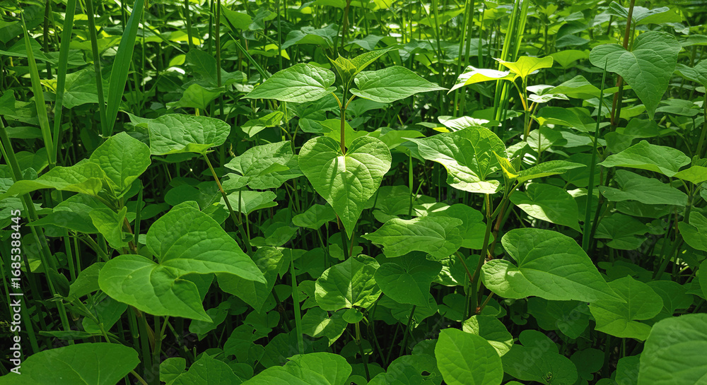 Obraz premium Lush Green Foliage Vibrant Leaf Texture leaves plant nature back