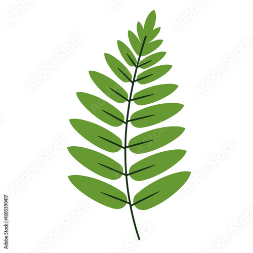 A single vibrant green fern frond with multiple oval shaped leaves arranged symmetrically along a central stem isolated on a white background