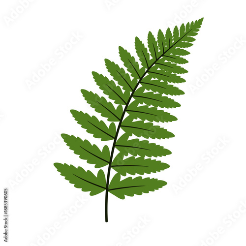 A single vibrant green fern frond with delicate serrated leaflets isolated on a clean white background showcasing natural botanical beauty