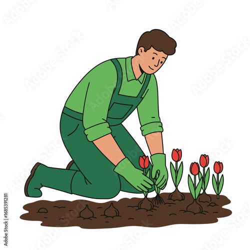 A cheerful man in green overalls and gloves kneels on the ground planting red tulips in fertile soil during spring gardening season