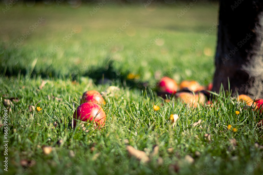 Fototapeta premium Bright red apples fallen from a tree lying in the vibrant green grass of a sunny day