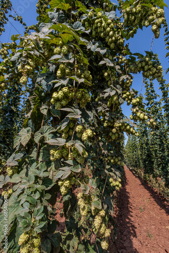 Growing hops as the main ingredient for producing beer of world-famous Czech brands, western Czech Republic