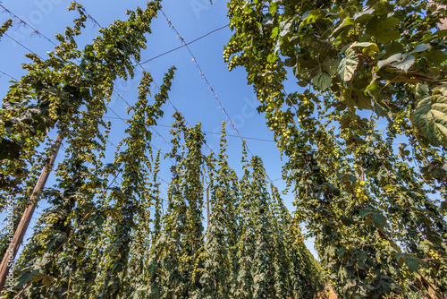 Growing hops as the main ingredient for producing beer of world-famous Czech brands, western Czech Republic