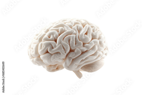 A white brain with a lot of wrinkles. The brain is the most important organ in the body and is responsible for controlling all of our thoughts, emotions, and actions