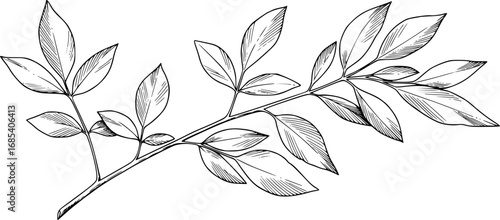 Line art vector illustration of a branch with leaves vector eps illustration silhouette isolated on white background 