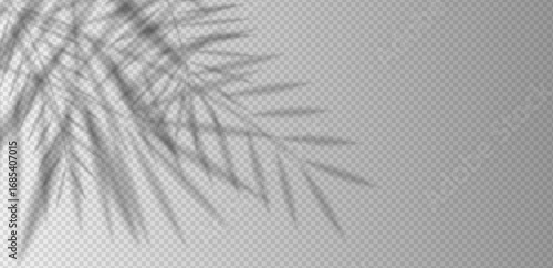 Palm leaf shadow overlay with tropical foliage silhouettes and sunlight reflection on white wall. Realistic vector background for summer scene, product mockup, exotic design or natural template.