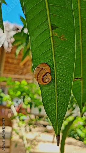 Polymita Schnecke