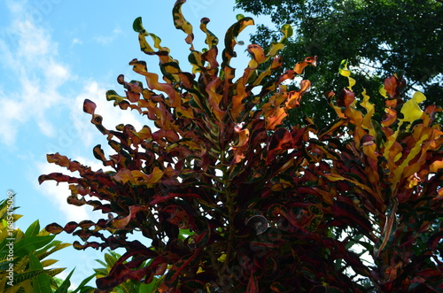 Codiaeum variegatum