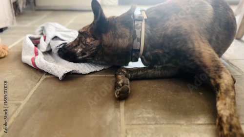 Dog Sniffing Interactive Scent Mat for Treats — Mental Enrichment Activity Indoors.