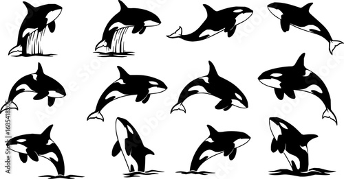Orca Whale Silhouette Vector Art: Killer Whale Icon Set Graphics