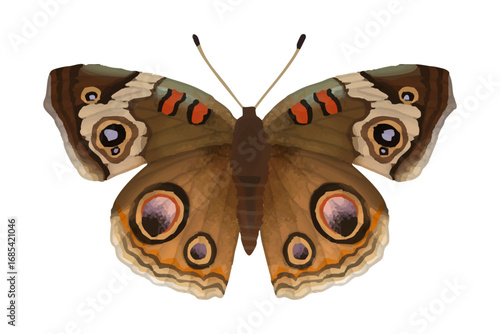 Common Buckeye - Junonia coenia