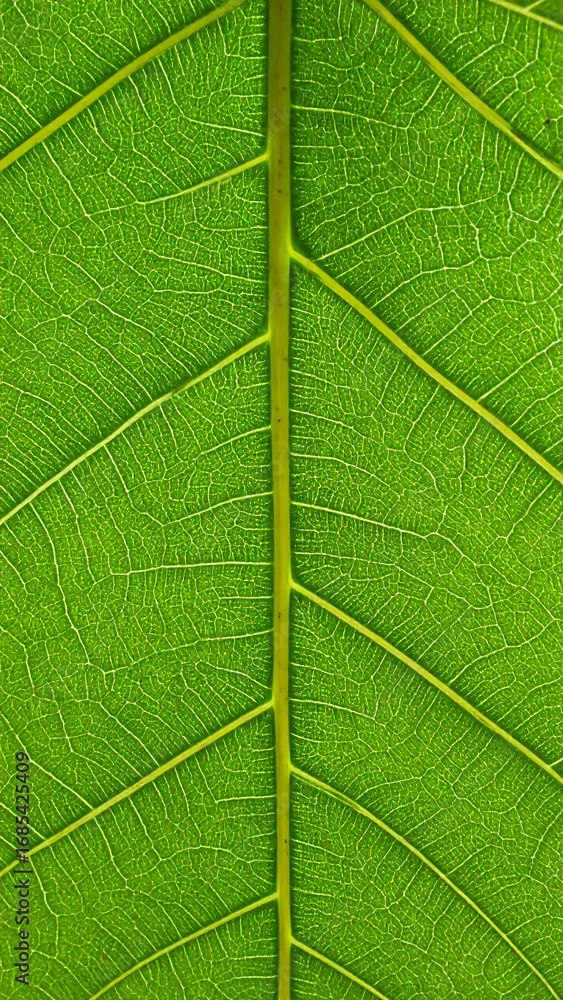 Obraz premium Close-up leaf vein pattern