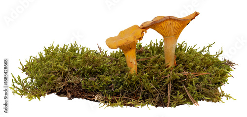 Forest mushroom with green moss on a white background. Mushroom isolate in grass