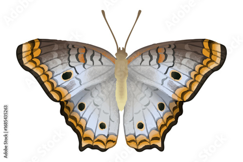 White Peacock - Anartia jatrophae