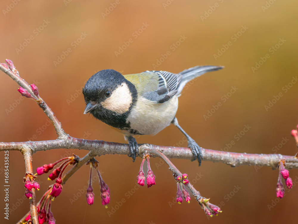 Naklejka premium 枝にとまるシジュウカラ