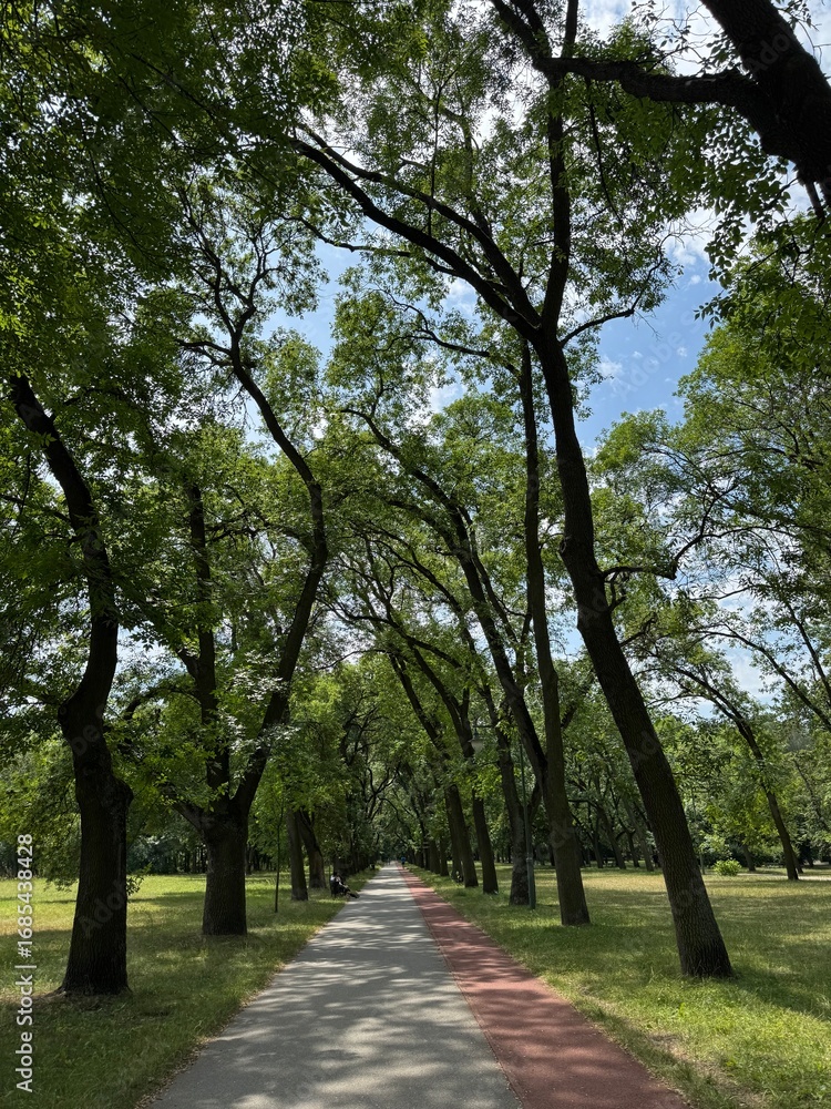 Fototapeta premium alley in the park