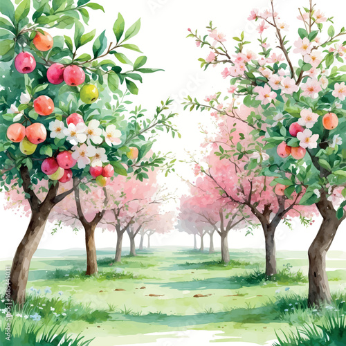 Blooming Fruit Orchard Watercolor. Spring Agricultural Scene with Pink and White Blossoms, Organic Farming Illustration for Gardening