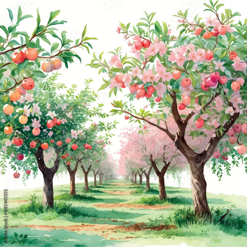 Blooming Fruit Orchard Watercolor. Spring Agricultural Scene with Pink and White Blossoms, Organic Farming Illustration for Gardening