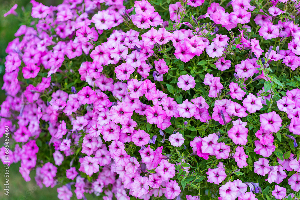 Naklejka premium Blooming pink petunias outside. Vibrant clusters of pink petunias create a lush display in a garden during sunny weather, enhancing the natural beauty.