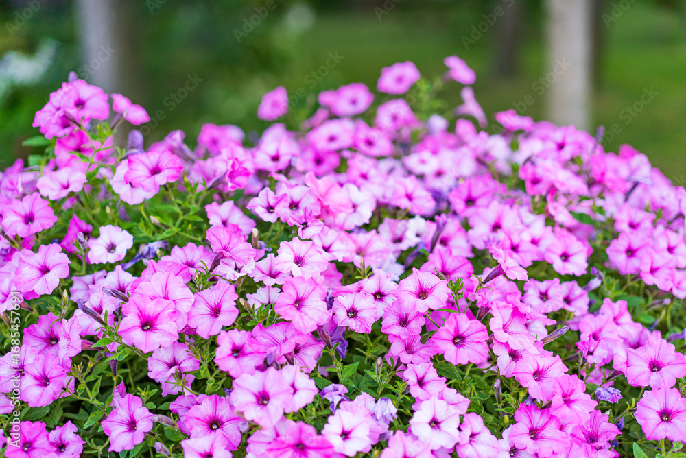 Naklejka premium Pink flowers bloom in a lush garden. Colorful clusters of pink flowers fill the garden, creating a vibrant and lively atmosphere during springtime.
