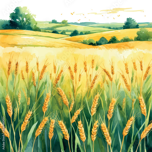 Golden Wheat Field Watercolor. Rural Farm Landscape in Soft Yellow and Green, Summer Harvest Agricultural Illustration