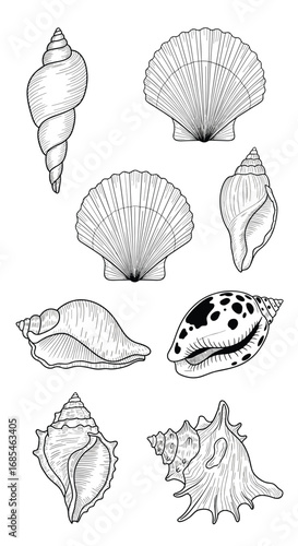 A collection of diverse marine shells featuring various shapes textures and spirals perfect for educational or decorative purposes