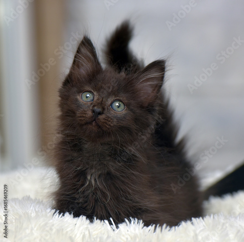fluffy black kitten with green eyes sitting on a soft white rug. His gaze is directed upwards, creating a touching and slightly curious expression.  