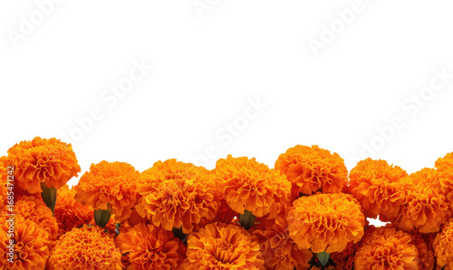 Orange marigold blossoms border