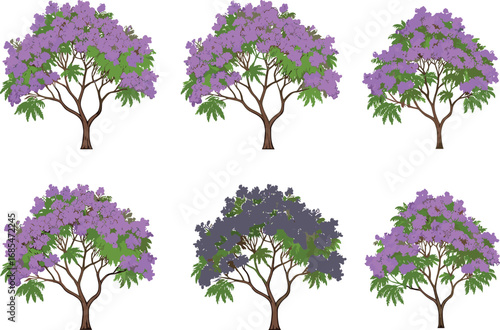 Jacaranda tree botanical illustration, purple flowering tree with green leaves, seasonal bloom variations, landscaping plant reference, tropical ornamental garden design, nature art vector set