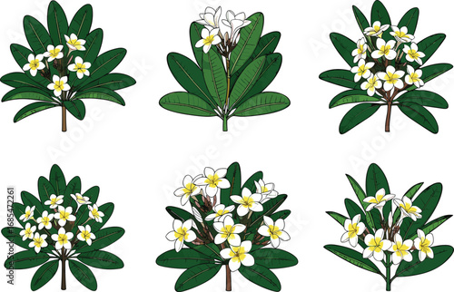 Plumeria tree illustration, frangipani flower vector, tropical plant artwork, white and yellow blossoms, botanical garden design, exotic floral graphic, decorative nature element, isolated plant set