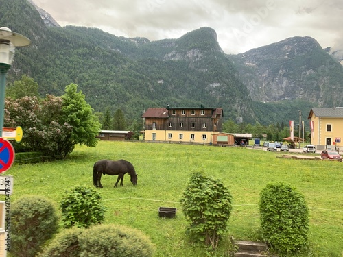 Valokuva Green alpine landscape in the Alps with a horse grazing on lush grass, mountains
