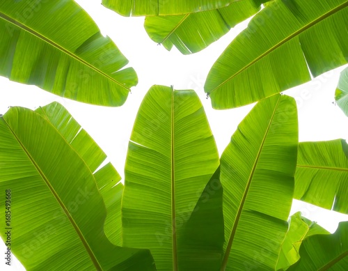 Lush green banana leaves, veined patterns, upward view, against bright white background