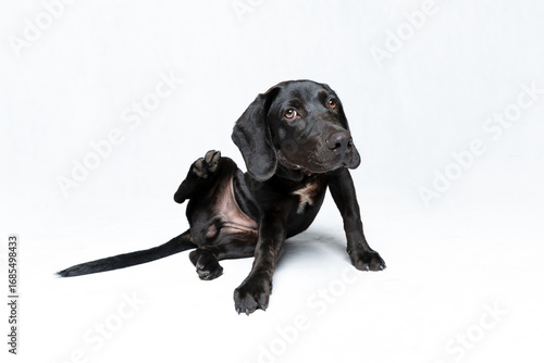 A black dog is sitting and scratching itself with its hind leg while looking up with curious eyes. The photo is taken in a studio setting with a clean white background.
