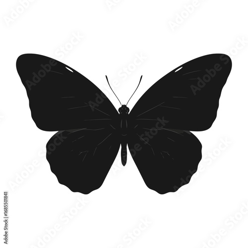 butterfly isolated on white