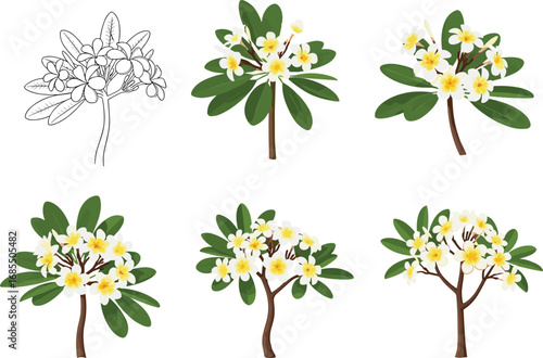 Plumeria tree botanical vector illustration set with blooming white yellow flowers, tropical foliage, detailed line art and colorful variations"