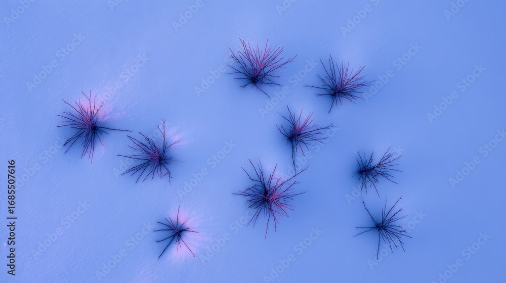 Obraz premium Aerial view of eight distinct plant clusters scattered across snow covered ground, sharp branches radiating outward,